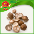 Top grade fresh mushroom healthy food frozen mushroom